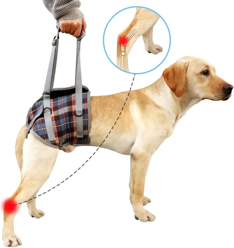 Senior Dog Comfort Bundle